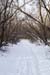 winter_forest_path